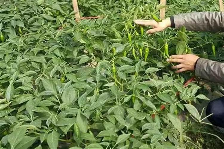 尖椒底肥施肥方法(放什么底肥好)