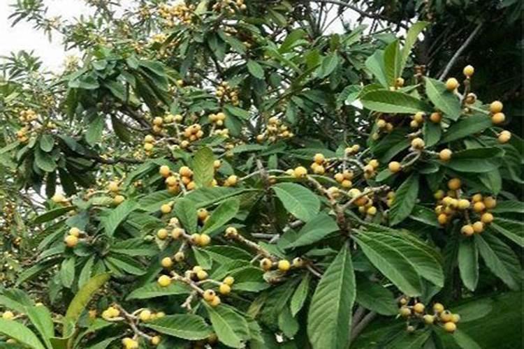 求土壤里腐殖酸含量测定方法和提取方法