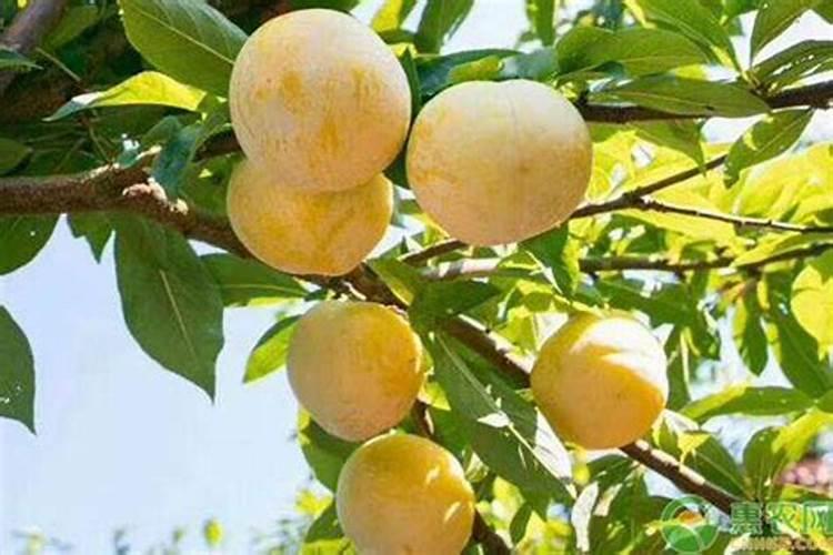 广东适合种什么李子品种 广东哪里的李子最好吃