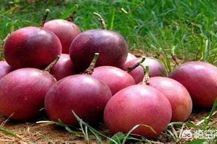 百香果肥水管理技术