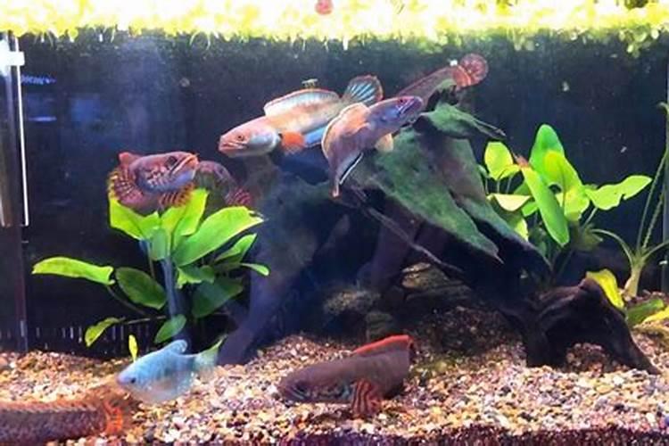 叶面喷施用什么钙最好