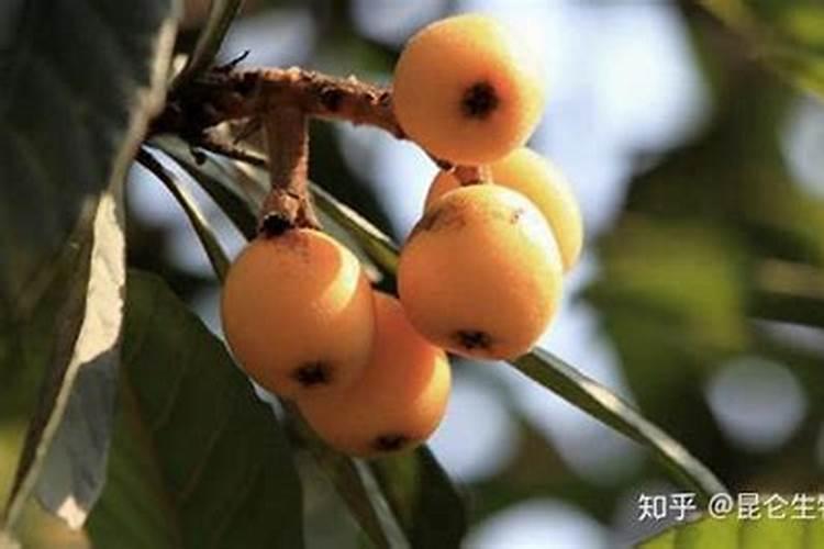 柑橘树春天花多老叶很少是什么问题？