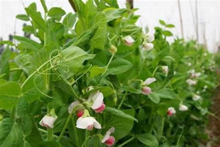 荷兰豆如何管理？