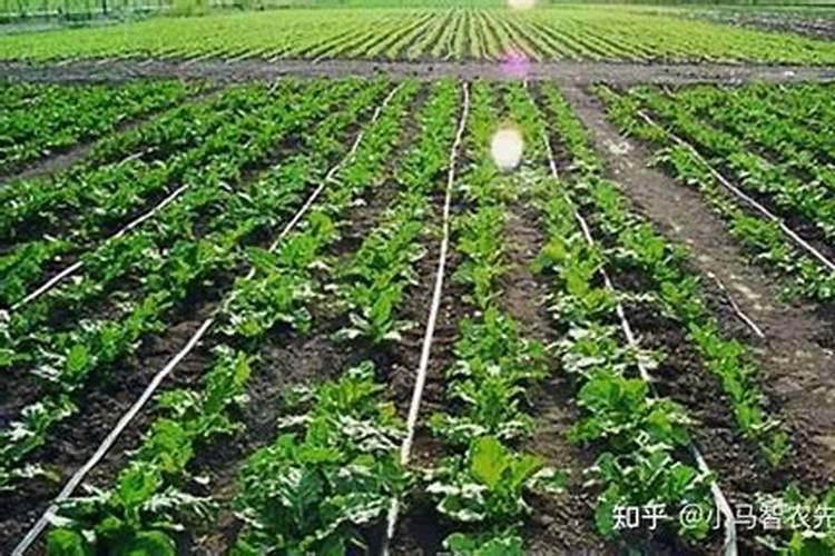 荷兰豆种植管理技术 荷兰豆水肥怎么管理