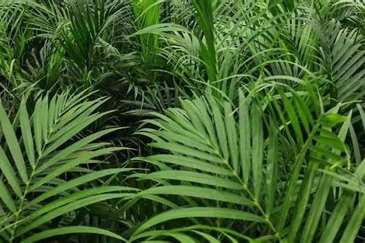 果树叶子发黄枯死怎么办 果树叶子发黄枯死应该怎么办