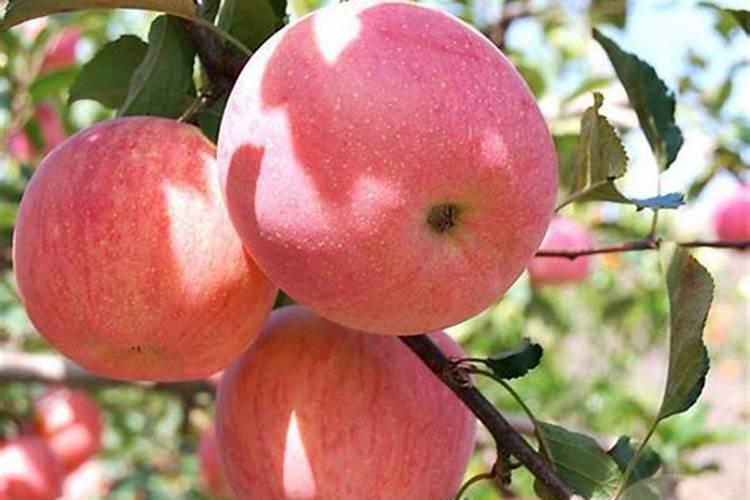 白菜怎么浇水施肥 正确方法