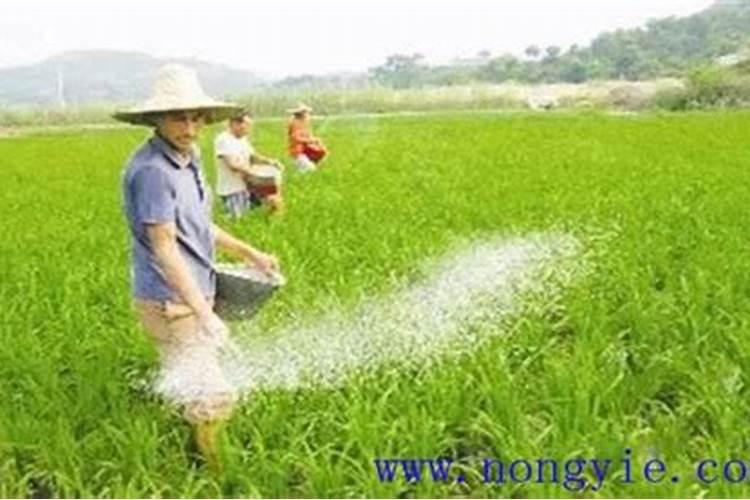 磷肥虽好,千万不要乱用,快来看磷肥过量的六大危害