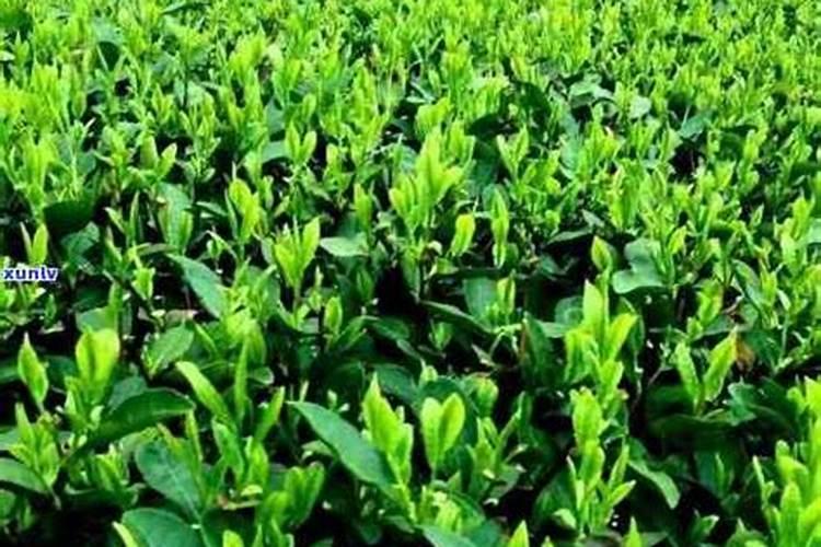 流体硼茶叶什么用最好？