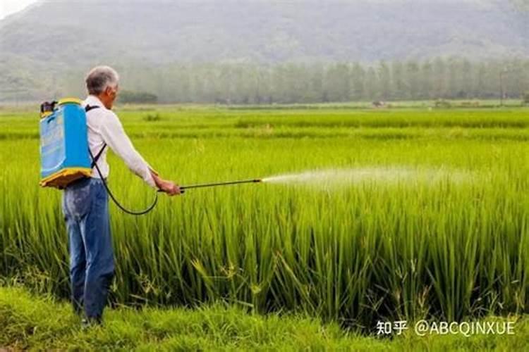 蓝莓多久开花结果