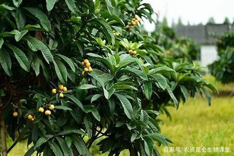 反硝化时为何碳源那么重要