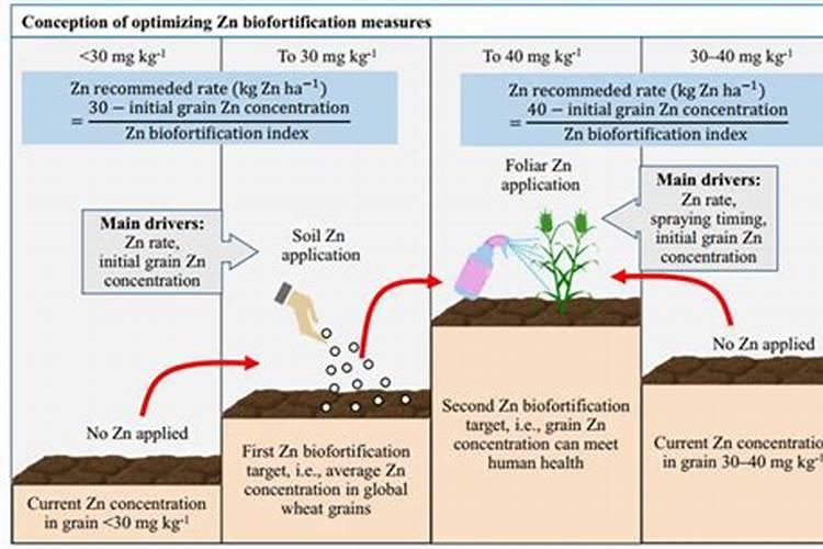 小麦需要颗粒锌肥料吗
