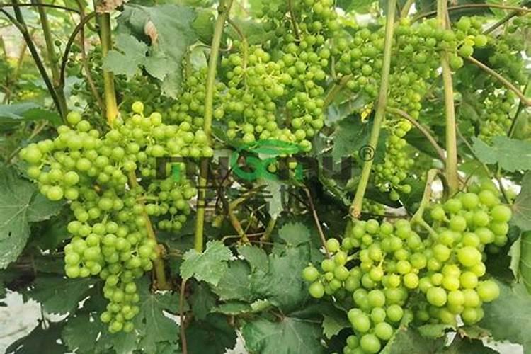 葡萄开花期施什么肥料最好