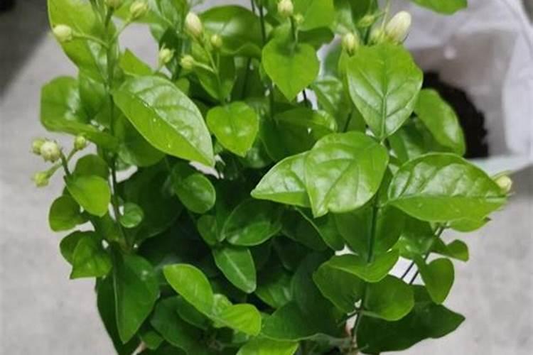 大品牌的复合肥有哪些