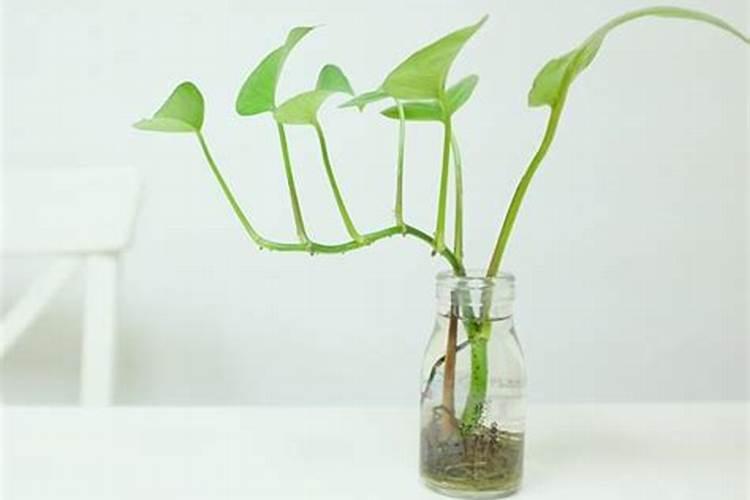 蕾帮生物绿速达30到60倍如何配溶液