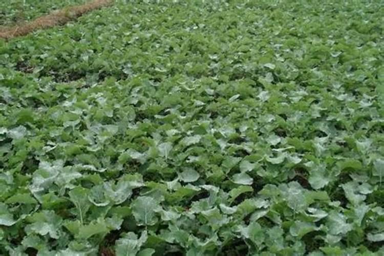 开春哭都来不及!油菜冬天就干这2件事,否则施肥再多也白搭!