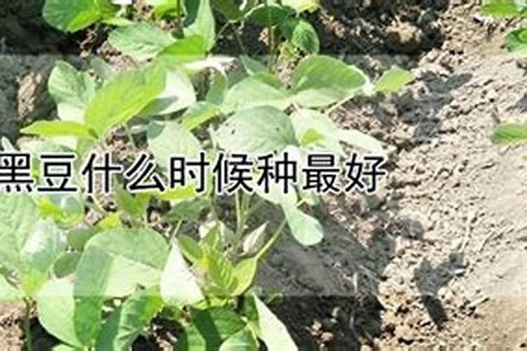 黑豆种植时间是什么时候