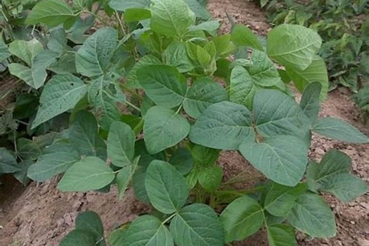 黑豆什么时候种植最好