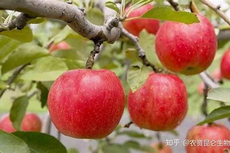 苹果树施肥最佳时间 苹果树什么时候施肥