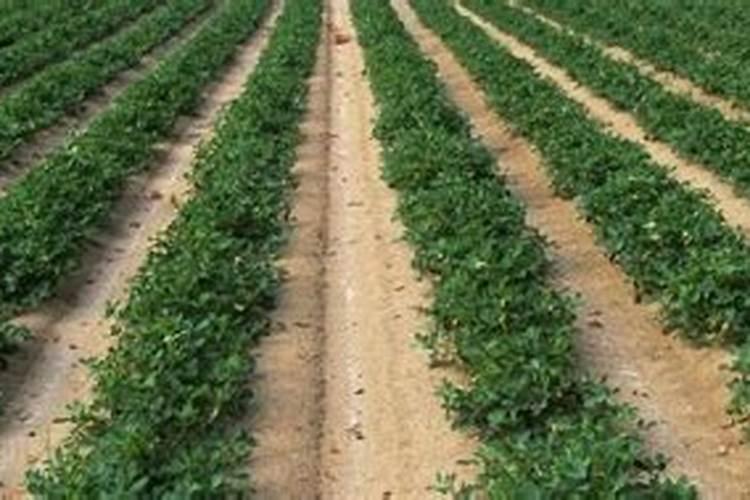 番茄出现病毒病怎么办？如何防治？