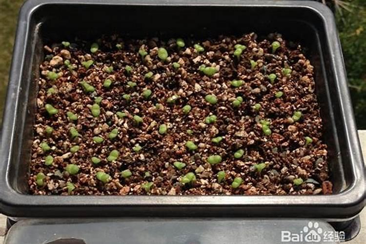 多肉幼苗加什么肥料(多肉幼苗用什么肥料好)