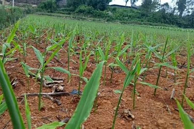 生姜时间长农历5个月到7个月一亩地要多少个钾肥变少个磷肥纱千百度知...