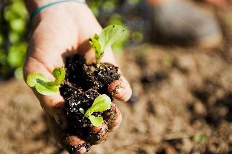 黄豆固体肥长黄虫的原因及解决方法