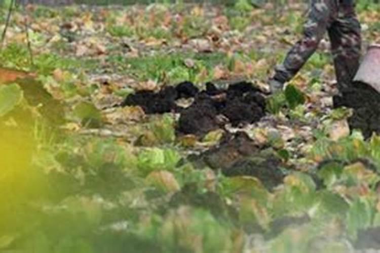 有机肥在土里长霉丝