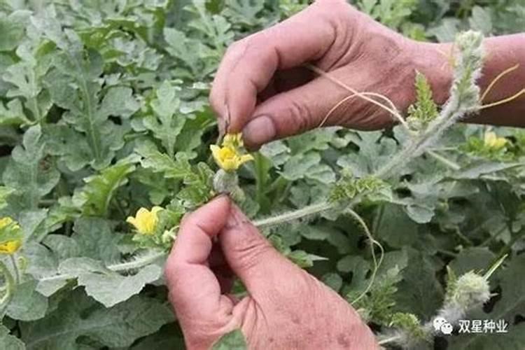 甜瓜喷花后多长时间打药不影响坐果