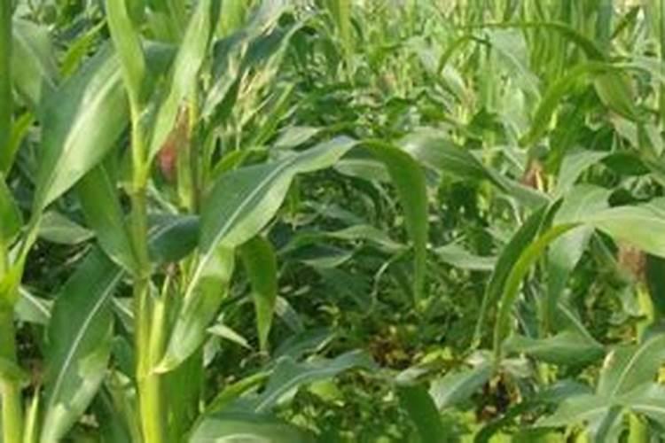 玉米需不需要打叶面肥呢