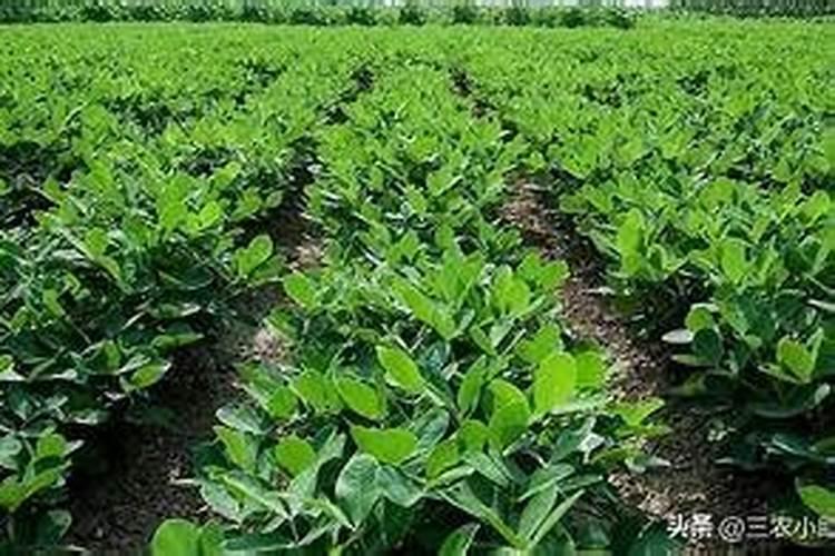 种植春花生,有人亩产千斤,有人不到500斤,正确施用底肥是关键