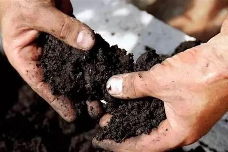 怎样让一棵十几年的冬青树死掉