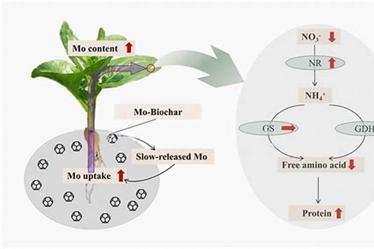 大豆结荚用药 硼钼肥 用多了 能缓解