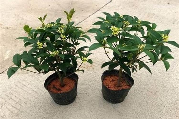 秋白菜多久浇一次水