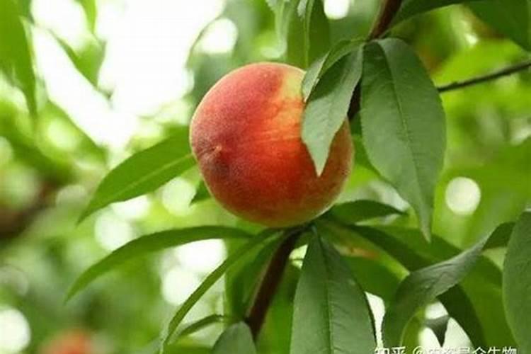 油菜籽春天种啥时候打籽