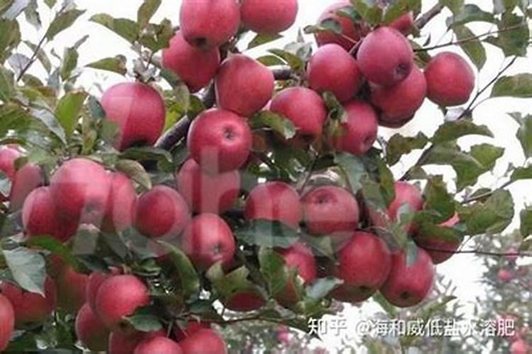 叶面营养能否代替土壤施肥