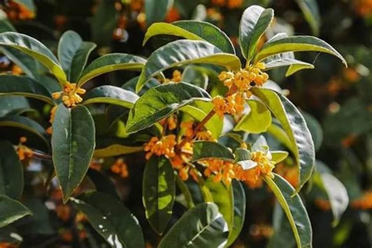 桂花树专用肥有哪些