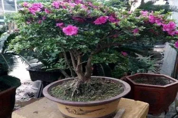 想知道毛鹃生虫怎么办吗？除了生虫毛鹃又会有那些病症呢？