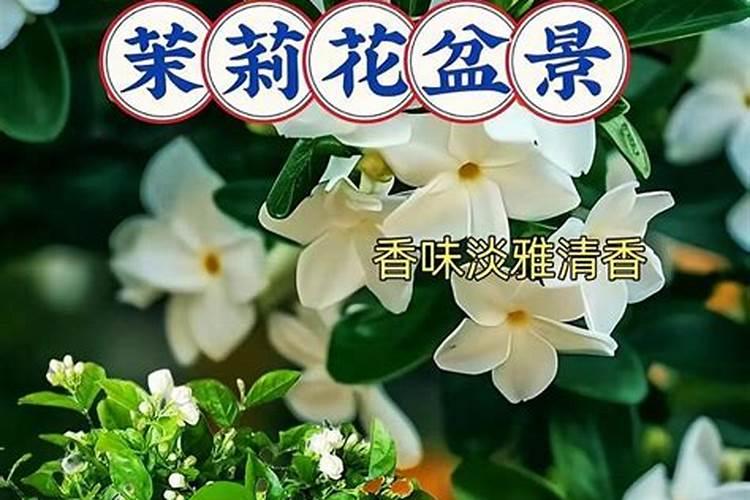 想要茉莉花开花多该如何施肥