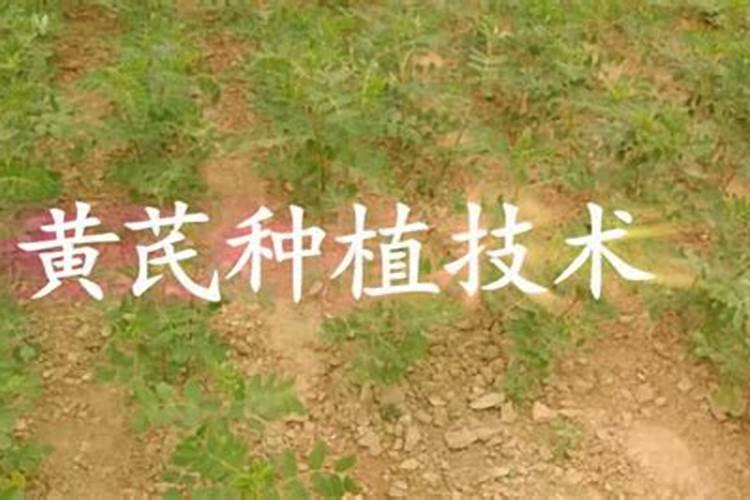 黄芪是可以种植的吗