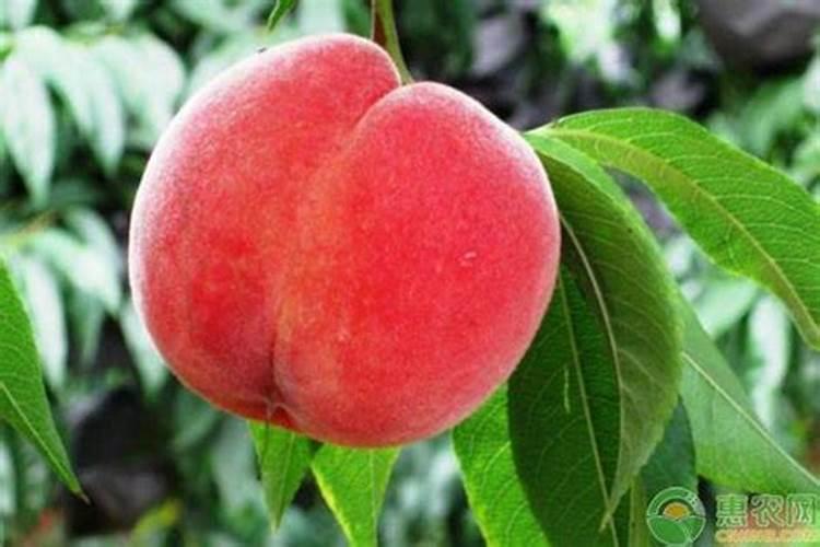 桃树施白糖桃能变甜吗怎样提高桃子的含糖量