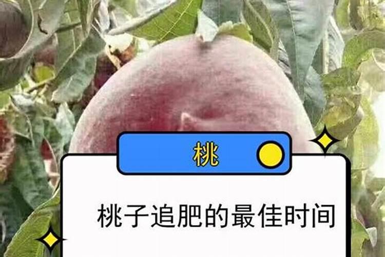 桃树什么时候用水溶肥最好