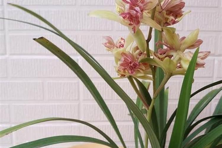 兰花施肥技巧 怎么给兰花施肥