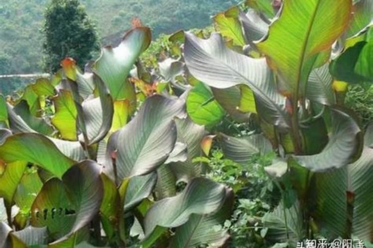 我请问 关于芭蕉芋的高产量种植,施肥,病虫防害,土壤选择等相关技术 希 ...