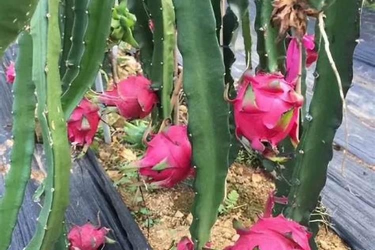 火龙果一般用什么肥料？还要注意这四点!