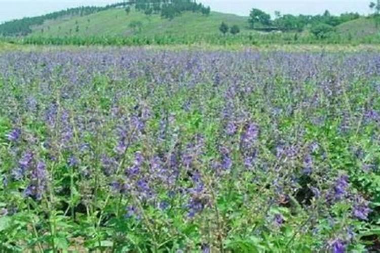 硅肥原料,武汉秀谷硅肥对药材种植的作用