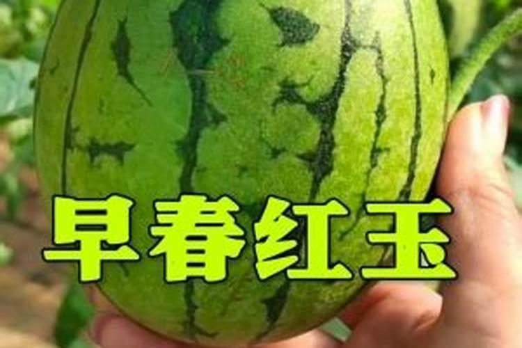 种西瓜用什么复合肥好