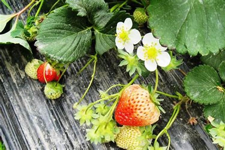 魔芋可不可以打叶面肥呢