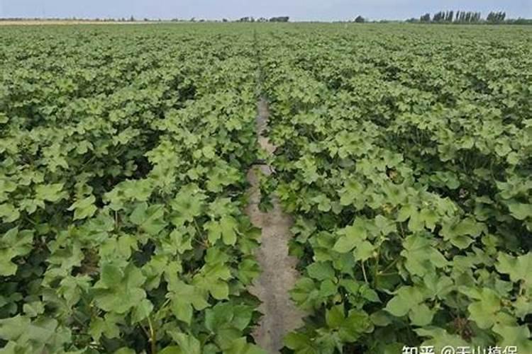 花椒树什么时候可以喷施叶面肥呢？