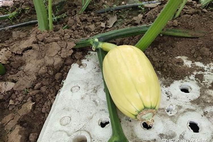 南瓜怎样种植才会多结果