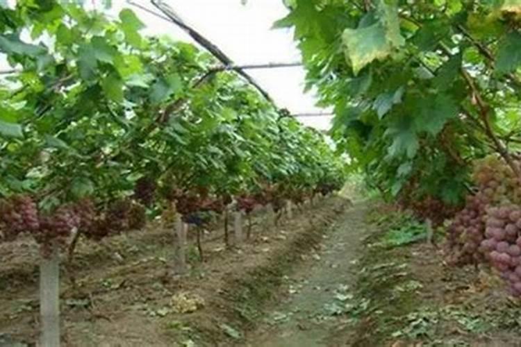 现在买大颗粒氮肥划算吗